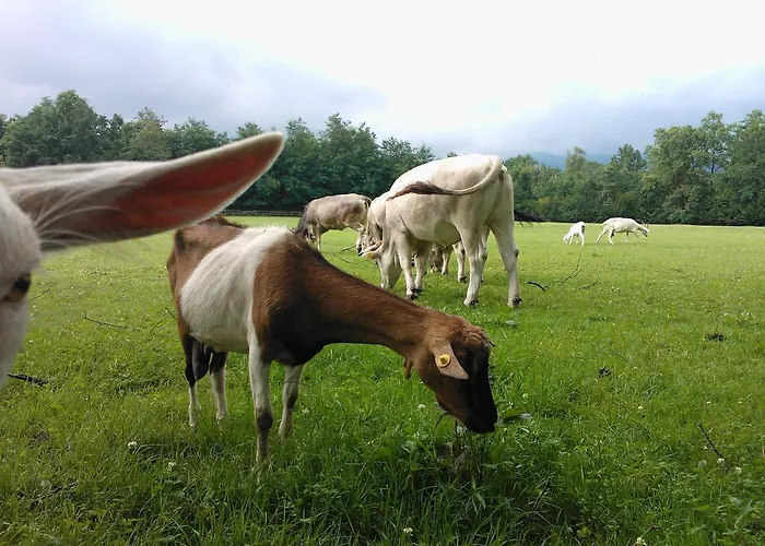 Séjour à la ferme Cassinazza *