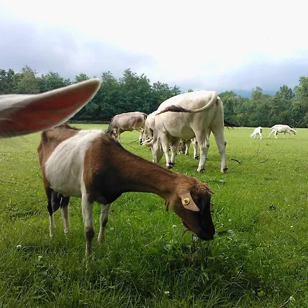 Farm stay Agriturismo Cassinazza *